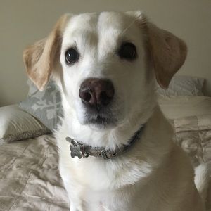 Meet your Posher, Ralph